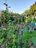 Продава ПАРЦЕЛ, град Шумен, Куршун чешма • 25600 € • 98272133 — Holmes.bg