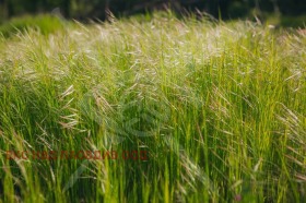 ����� ������� ������,��. ����������, ������ �������