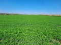 Продава  Земеделска земя област Силистра , гр. Силистра , 102 дка | 82652753 - изображение [4]