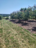 Продава ЗЕМЕДЕЛСКА ЗЕМЯ, с. Кичево, област Варна, снимка 4