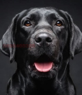 ����� ������� ����,�. �������, ������ �������