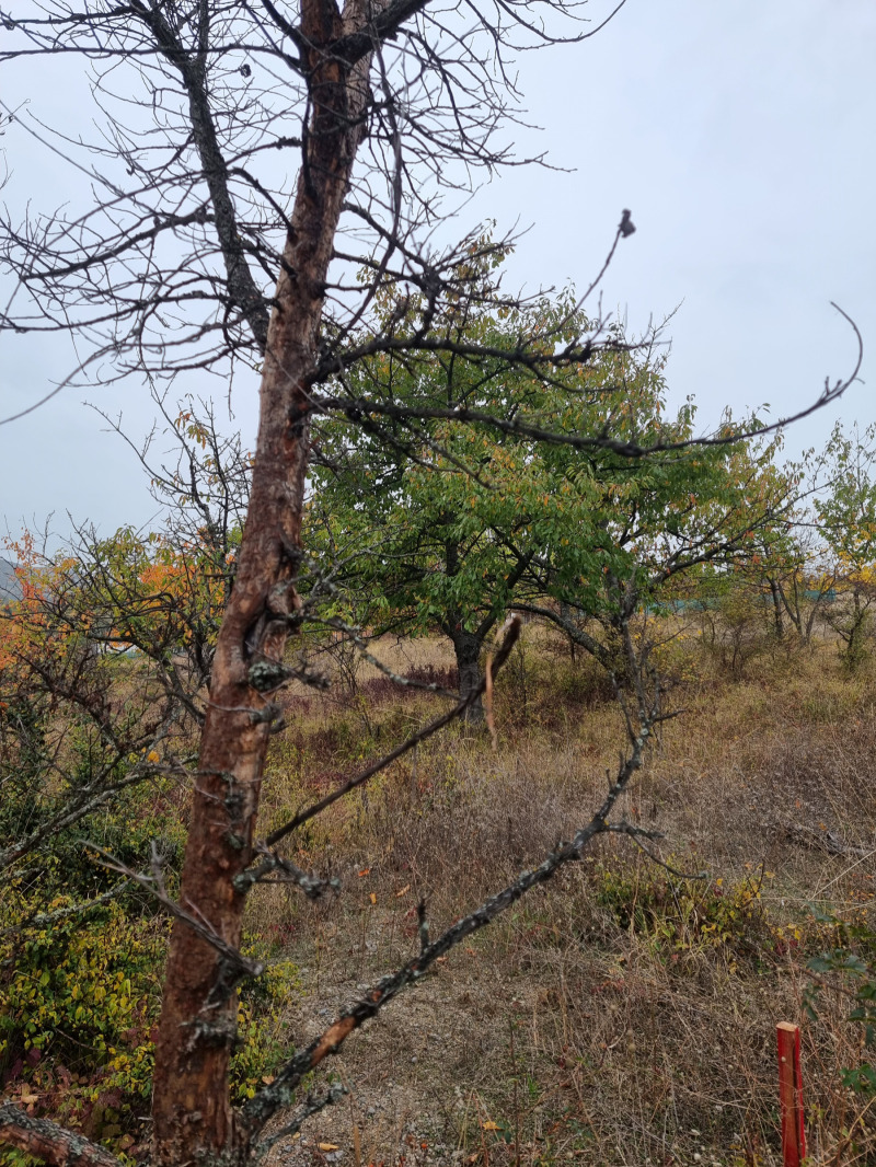 Продава ПАРЦЕЛ, гр. София, с. Герман, снимка 2 - Парцели - 52444986