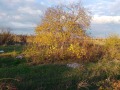Продава ЗЕМЕДЕЛСКА ЗЕМЯ, с. Ягодово, област Пловдив, снимка 1