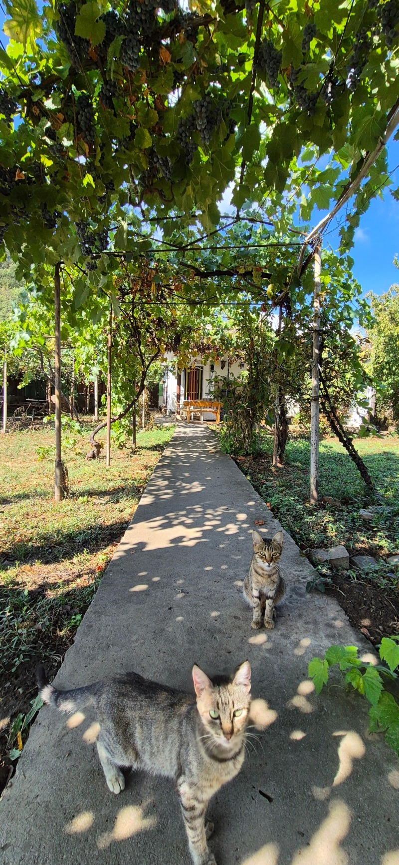 Te koop  Huis regio Veliko Tarnovo , Zlataritsa , 100 m² | 77039448 - afbeelding [11]