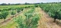 Продава ЗЕМЕДЕЛСКА ЗЕМЯ, с. Катуница, област Пловдив, снимка 10