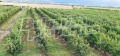 Продава ЗЕМЕДЕЛСКА ЗЕМЯ, с. Катуница, област Пловдив, снимка 15