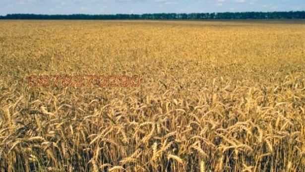 Продава ЗЕМЕДЕЛСКА ЗЕМЯ, с. Спасово, област Добрич