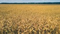 Продава  Земеделска земя област Добрич , с. Спасово , 90 дка | 25873941