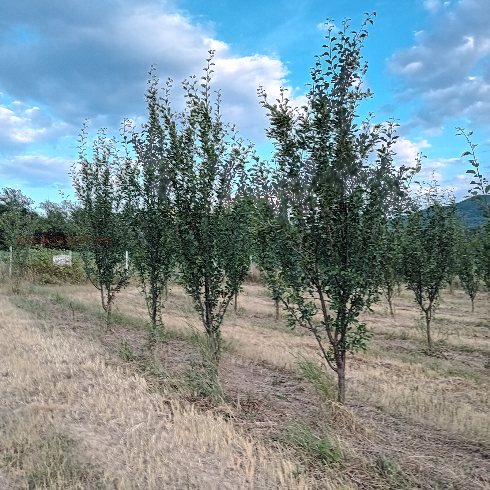 Продава ЗЕМЕДЕЛСКА ЗЕМЯ, с. Осиковска Лакавица, област София област, снимка 4 - Земеделска земя - 54447258