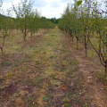Продава ЗЕМЕДЕЛСКА ЗЕМЯ, с. Осиковска Лакавица, област София област, снимка 3