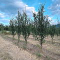 Продава ЗЕМЕДЕЛСКА ЗЕМЯ, с. Осиковска Лакавица, област София област, снимка 4