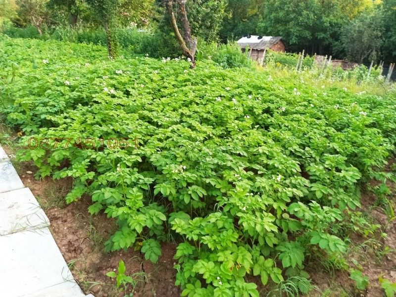 Продава ВИЛА, гр. Плевен, м-т Орлето, снимка 9 - Вили - 53353668