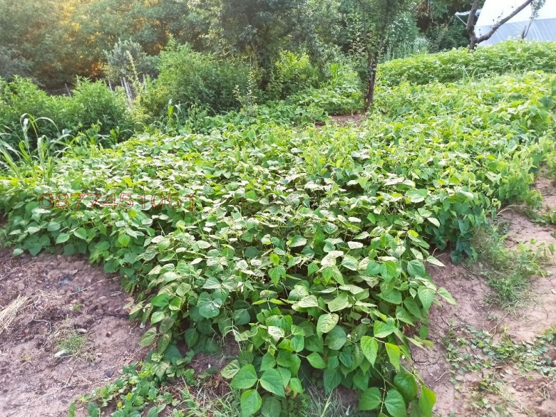 Продава ВИЛА, гр. Плевен, м-т Орлето, снимка 2 - Вили - 53353668