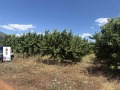 Продава  Земеделска земя област Кюстендил , с. Горна Гращица , 3.88 дка | 68997510 - изображение [8]