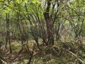 Продава  Парцел област София , с. Дреново , 916 кв.м | 10111488 - изображение [5]