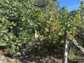 Продава ПАРЦЕЛ, област Стара Загора, с. Хрищени • 36000 € • 31010845 5