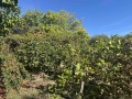 Продава ПАРЦЕЛ, област Стара Загора, с. Хрищени • 36000 € • 31010845 2