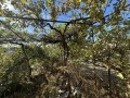 Продава ПАРЦЕЛ, област Стара Загора, с. Хрищени • 36000 € • 31010845 3