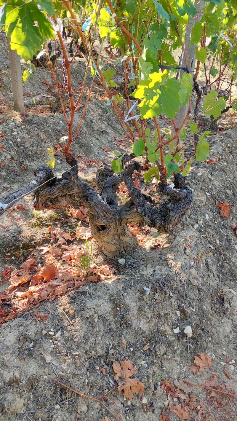 Продава ВИЛА, гр. Враца, Студентски град, снимка 9 - Вили - 52780379