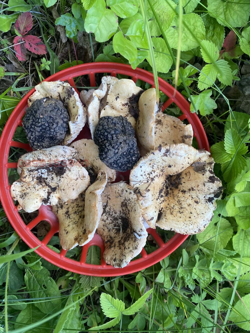 Продава ПАРЦЕЛ, с. Долище, област Варна