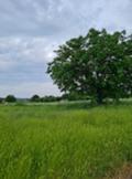 Продава ПАРЦЕЛ, с. Братя Даскалови, област Стара Загора, снимка 5