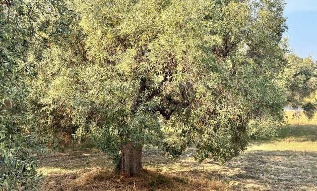 Продава ПАРЦЕЛ | Imot.bg — изображение 5