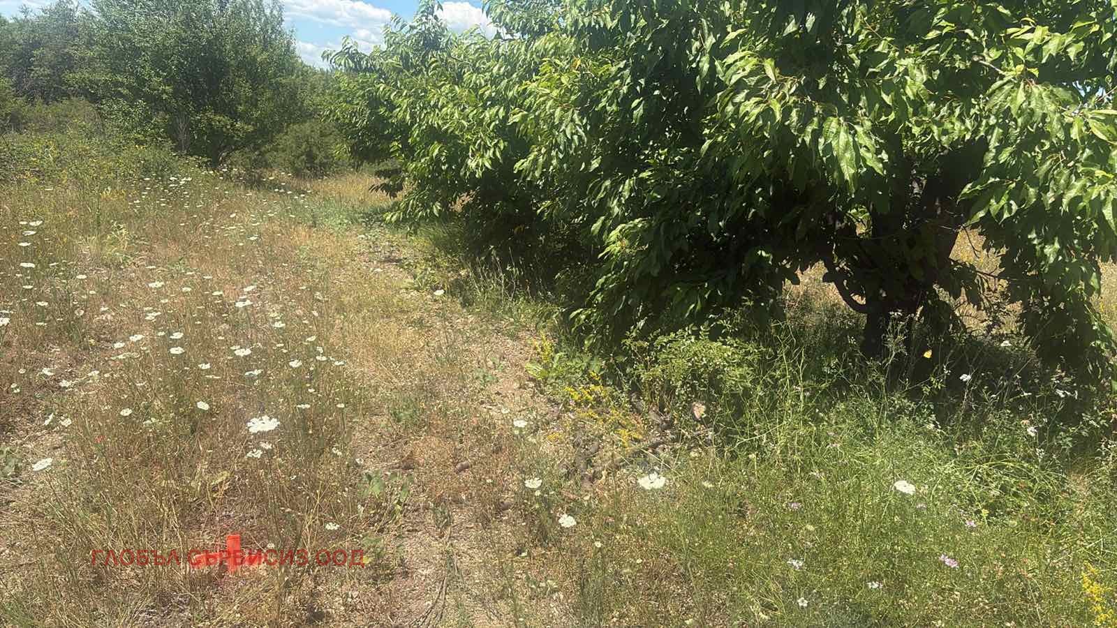 Продава ЗЕМЕДЕЛСКА ЗЕМЯ, с. Горна Гращица, област Кюстендил, снимка 17 - Земеделска земя - 55206676