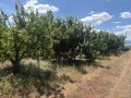 Продава ЗЕМЕДЕЛСКА ЗЕМЯ, с. Горна Гращица, област Кюстендил, снимка 4