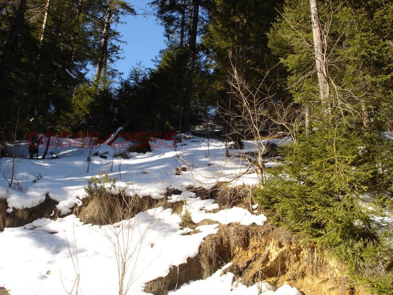 Продава ПАРЦЕЛ, с. Проглед, област Смолян, снимка 3 - Парцели - 52860134