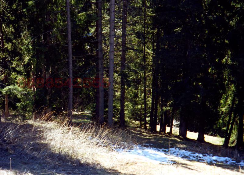 Продава ПАРЦЕЛ, с. Проглед, област Смолян, снимка 5 - Парцели - 52860134