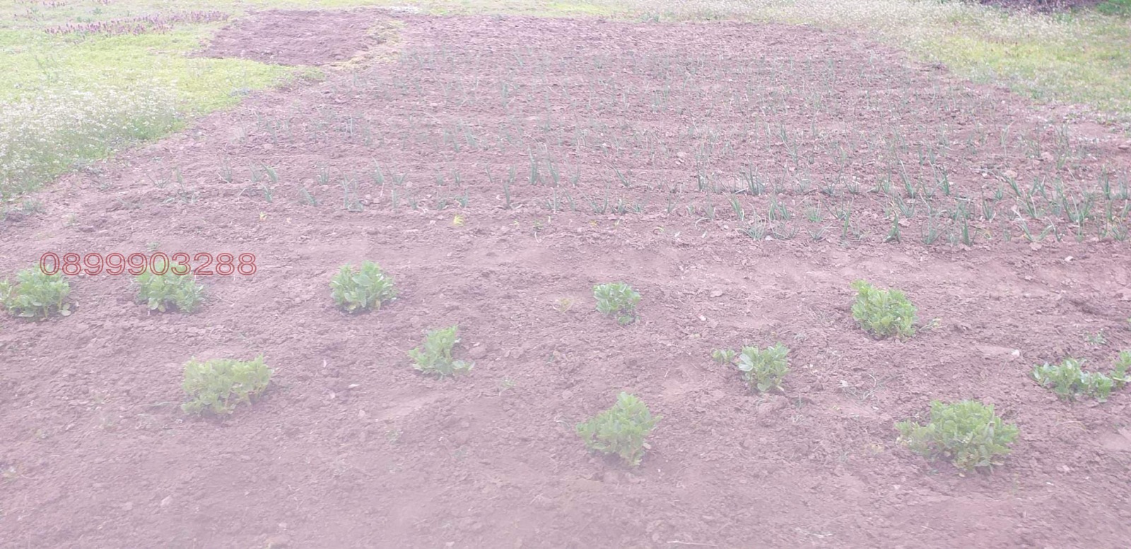 Продава КЪЩА, гр. Завет, област Разград, снимка 7 - Къщи - 54085623