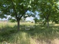 Продава КЪЩА, област Пловдив, с. Стряма • 70000 € • 42453179 — Holmes.bg