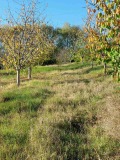 Продава ЗЕМЕДЕЛСКА ЗЕМЯ, с. Дворище, област Кюстендил, снимка 2