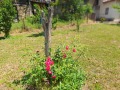 Продава КЪЩА, област Кюстендил, с. Згурово • 60000 лв. • 81031892 — Holmes.bg