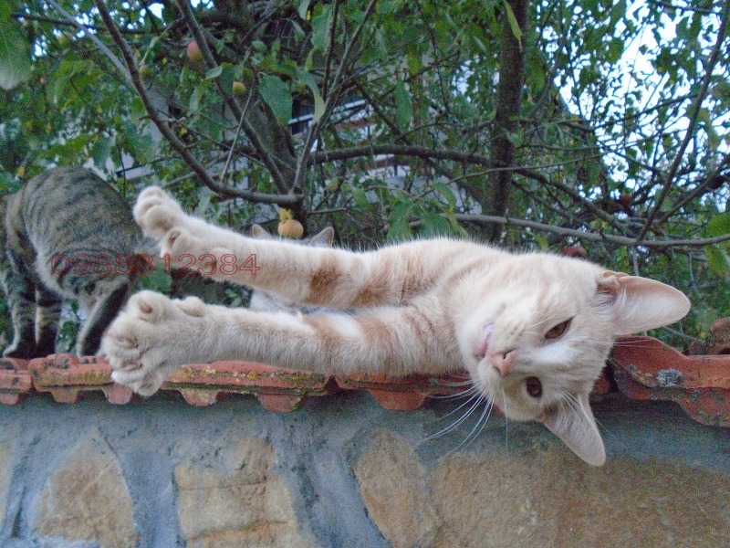 Продава МАГАЗИН, с. Горна Росица, област Габрово, снимка 15 - Магазини - 52815043