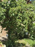 Продава КЪЩА, област Ловеч, с. Орешак • 85000 € • 47165416 — Holmes.bg