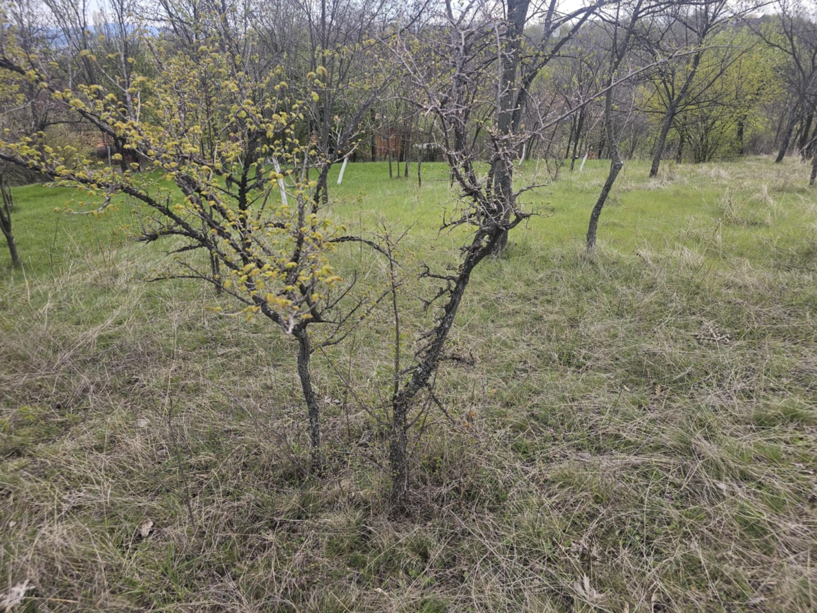 Продава ПАРЦЕЛ, гр. Кърджали, Прилепци, снимка 2 - Парцели - 50001337