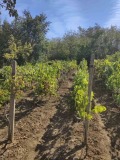 Продава ПАРЦЕЛ, гр. Плевен, м-т Мъртва долина, снимка 6