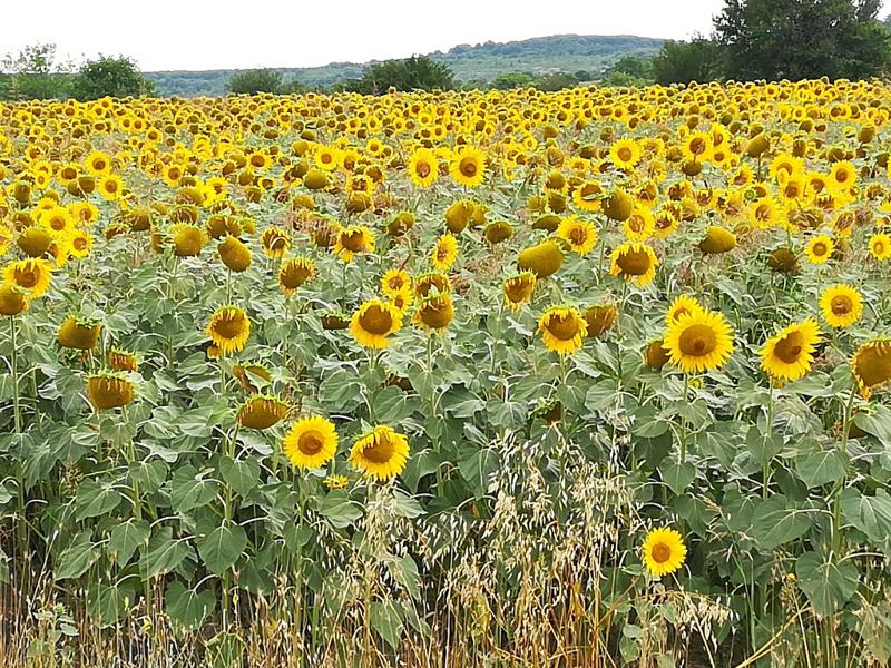 ������� ������ | Imot.bg � ����������� 6