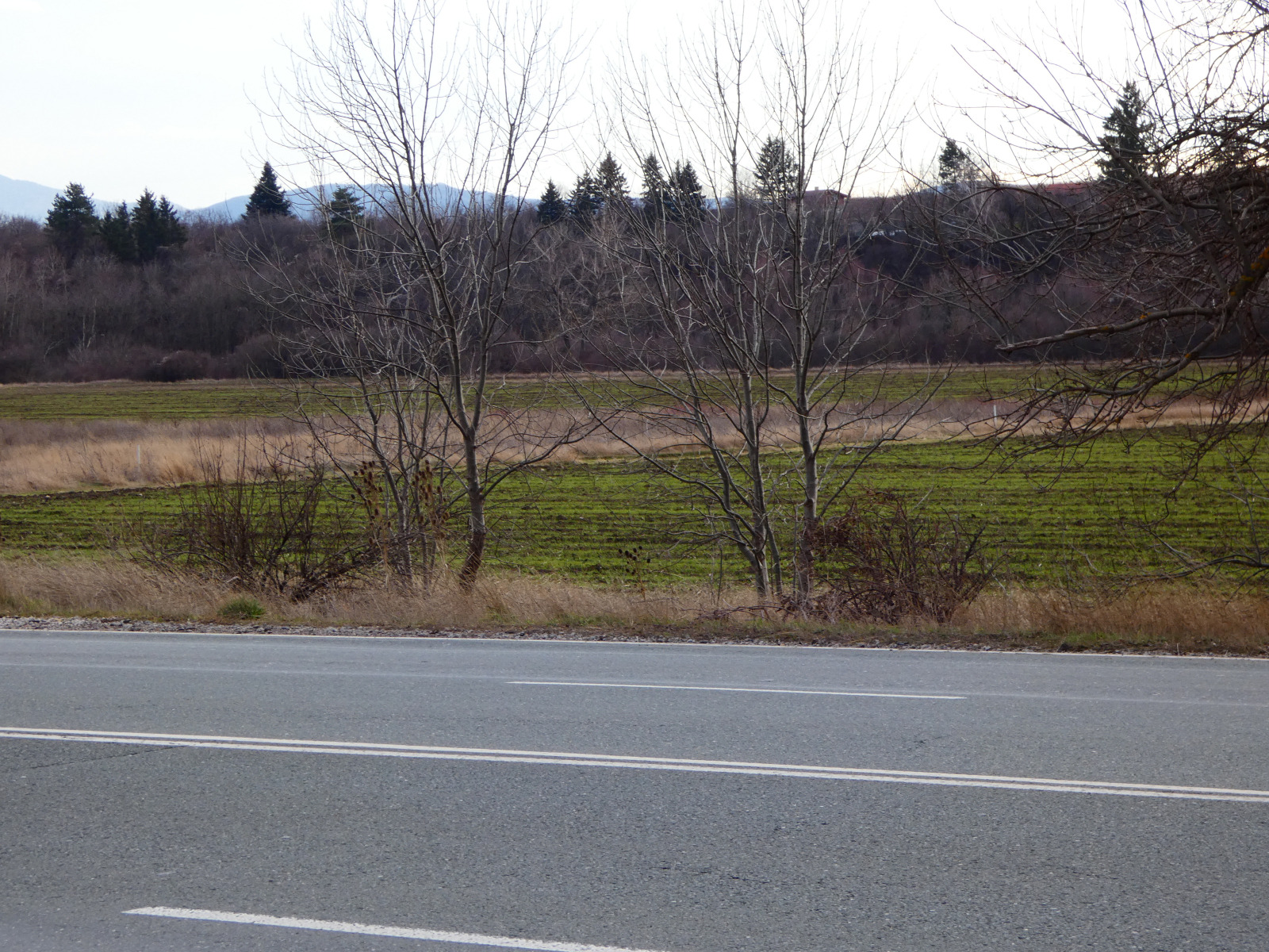 Продава ПАРЦЕЛ, гр. Драгоман, област София област, снимка 2 - Парцели - 53739722