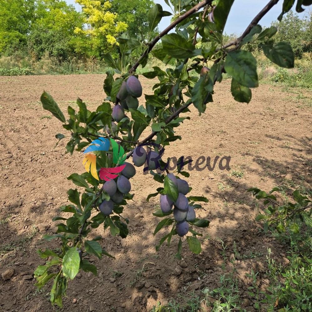 Продава КЪЩА, с. Свобода, област Добрич, снимка 12 - Къщи - 56095858