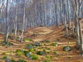 Продава  Парцел област Перник , с. Боснек , 996 кв.м | 76362954 - изображение [13]
