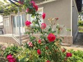 Продава КЪЩА, с. Кардам, област Добрич, снимка 4