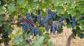 Продава ПАРЦЕЛ, гр. Добрич, м-т Газибаба, снимка 8