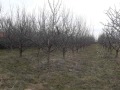 Продава ПАРЦЕЛ, с. Маноя, област Габрово, снимка 1