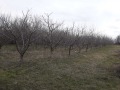 Продава ПАРЦЕЛ, с. Маноя, област Габрово, снимка 2