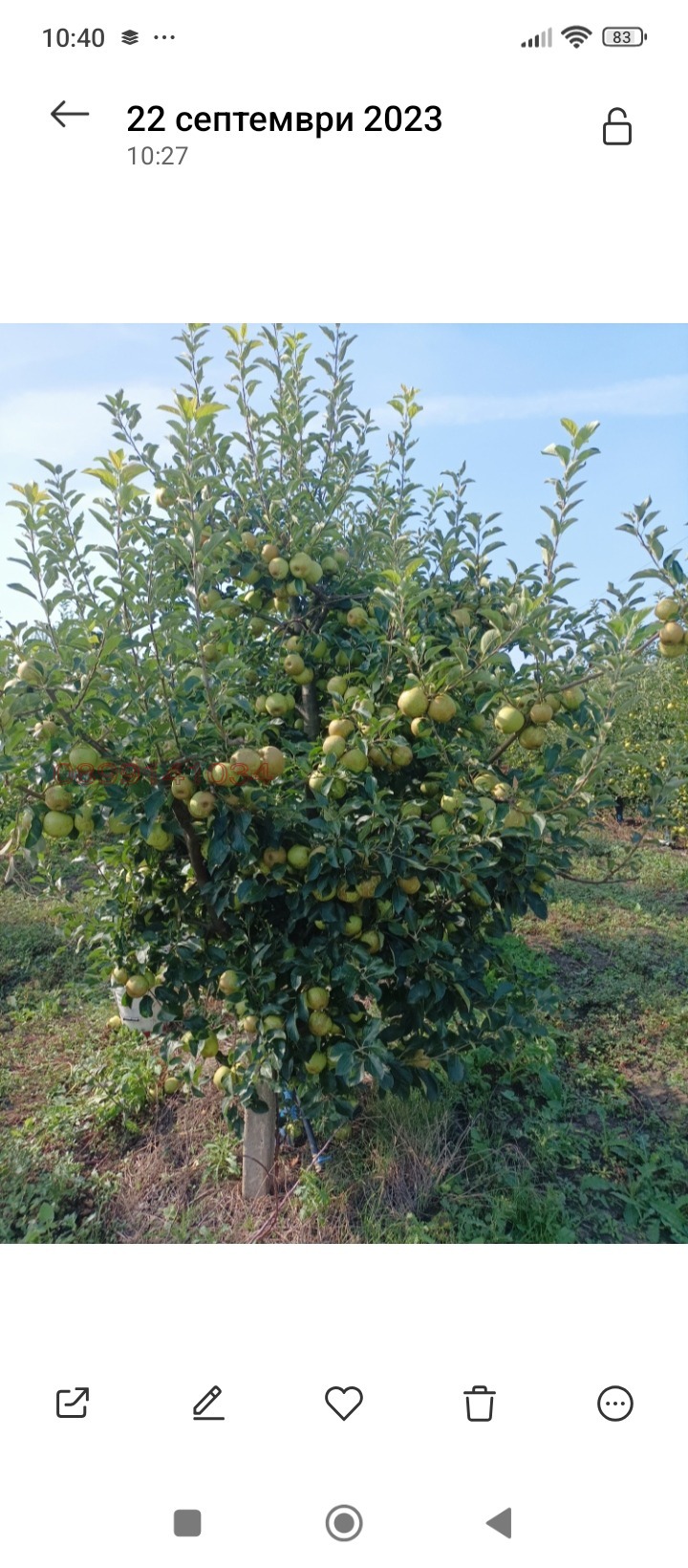 Продава ЗЕМЕДЕЛСКА ЗЕМЯ, гр. Ахелой, област Бургас, снимка 3 - Земеделска земя - 53768960