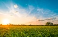 Продава  Земеделска земя област Добрич , гр. Генерал Тошево , 65 дка | 82788117