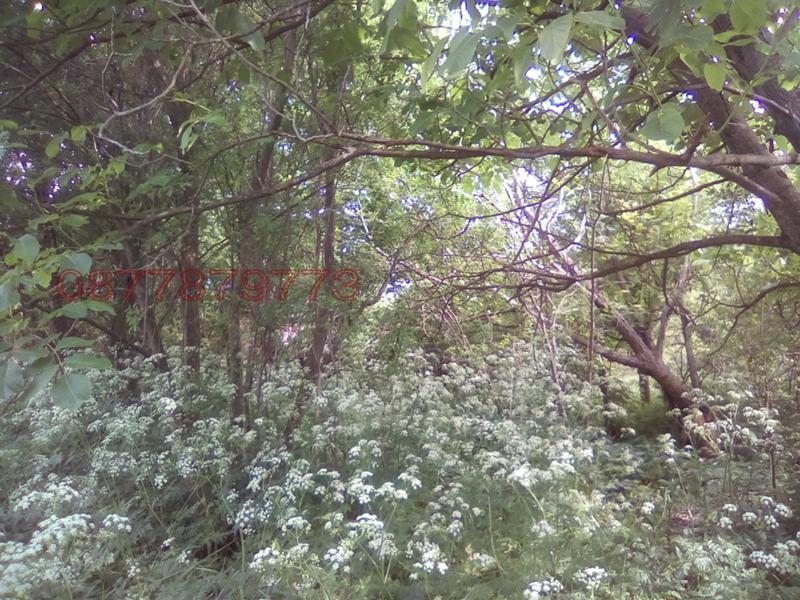 Продава КЪЩА, с. Тошевци, област Видин, снимка 11 - Къщи - 52795382