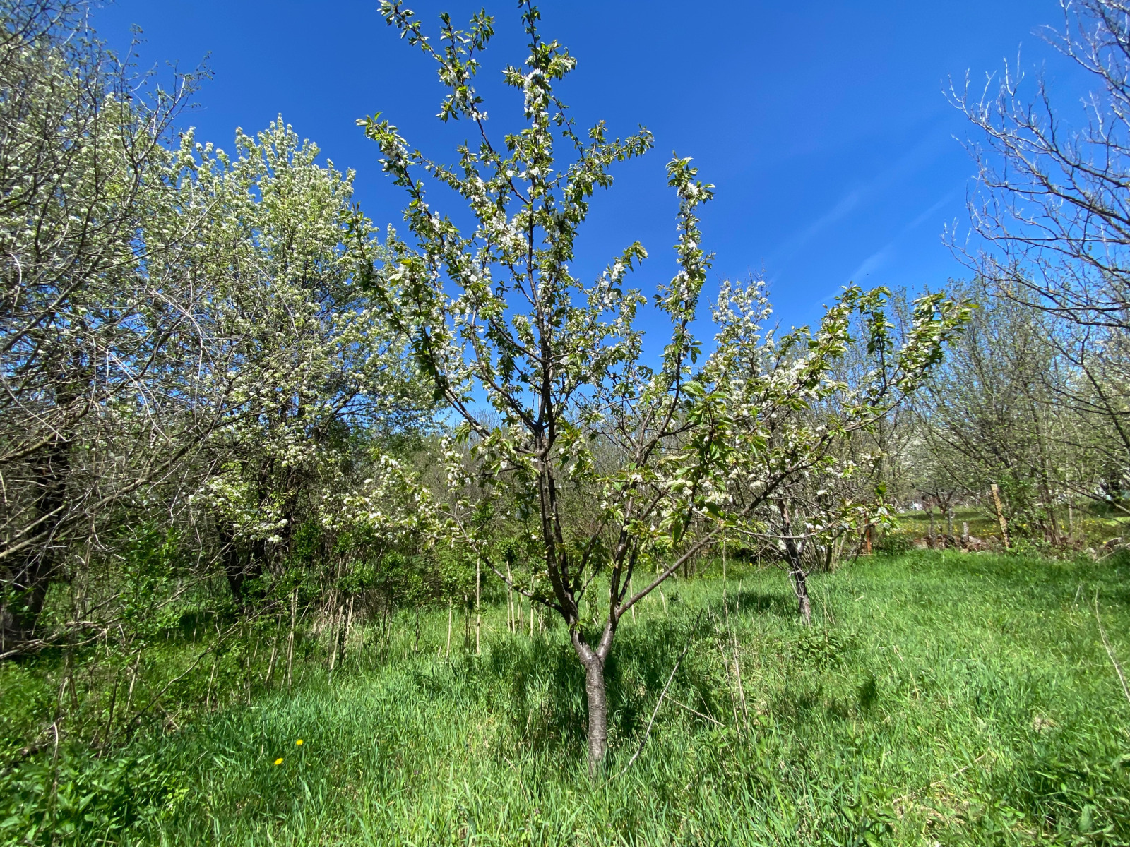 Продава КЪЩА, гр. Годеч, област София област, снимка 5 - Къщи - 54344072